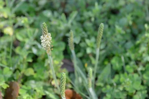 Flower spike Stock Photos