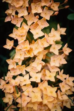 Flower spike with soft light Stock Photos