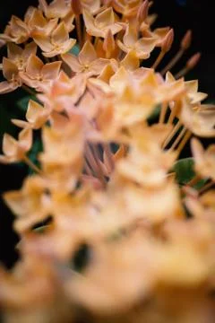 Flower spike with soft light Stock Photos