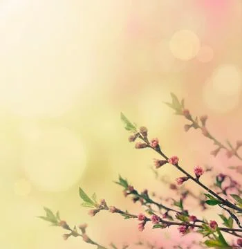 Flower spring background Stock Photos