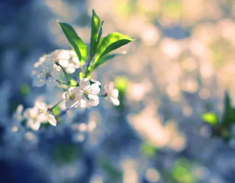 Flower spring background, selective focus, blurred vintage soft photo Stock-Fotos