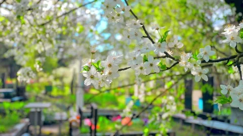 Flower spring cemetery grave forest stone plant branch Ukraine burial tomb old Stock Footage 210244911