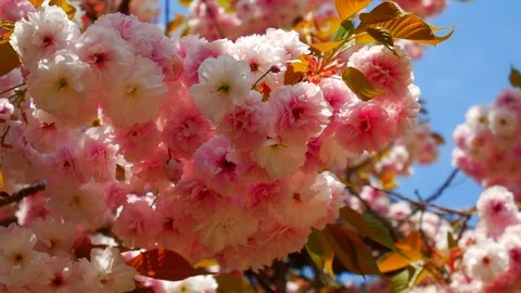 Flower of the spring day: 스톡 동영상 80150189