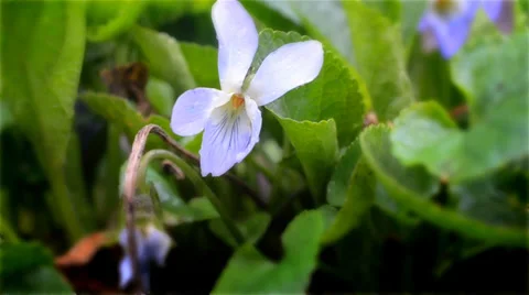 Flower in spring Stock Footage 36836457