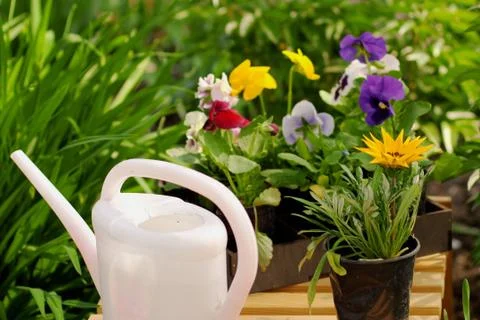 Flower spring garden Stock Photos