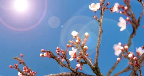 Flower spring nature petal pink Cherry blossom petals falling springtime japan Video stock 336450855