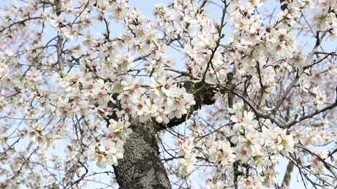Flower. Spring. Park at the time of the flowering of almond Stock Footage 233836324