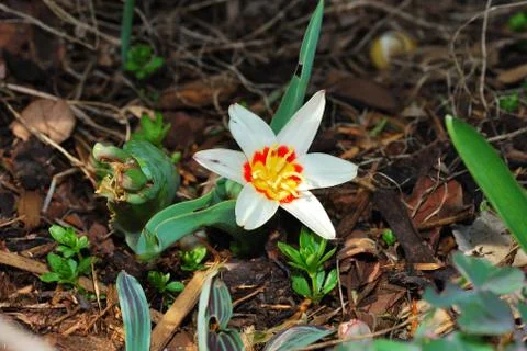 Flower in spring Stock Photos
