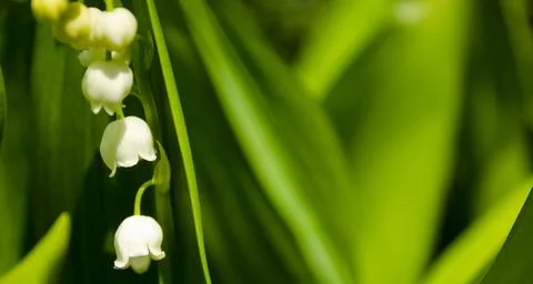 Flower Spring Sun White Green Background Horizontal. Spring flower lily of th Stock Photos