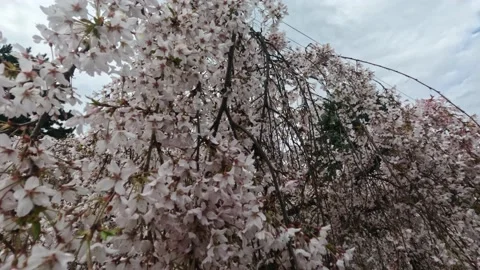 Flower of spring trees. An incredible beginning of spring. Spring flowering.. Stock Footage 237262600
