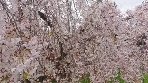 Flower of spring trees. An incredible beginning of spring. Spring flowering.. Stock Footage 237262667