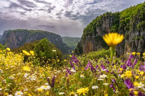 Flower in Spring at Vikos Gorge in Pindus Mountains, Greece Stock Photos