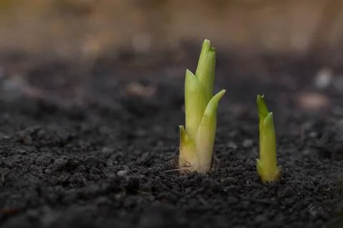 Flower sprout in the ground Stock Photos