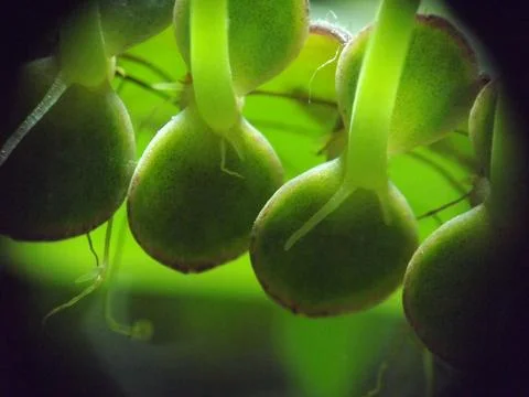 Flower sprout. Macro. Stock Photos