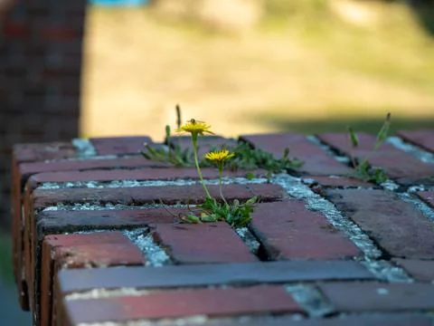 The flower sprouted through the bricks. Stock Photos