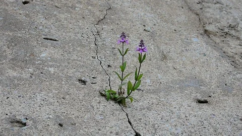 Flower sprouted through concrete Stock Footage 116984645