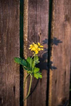 Flower sprouted through the gap between the fence boards Stock Photos