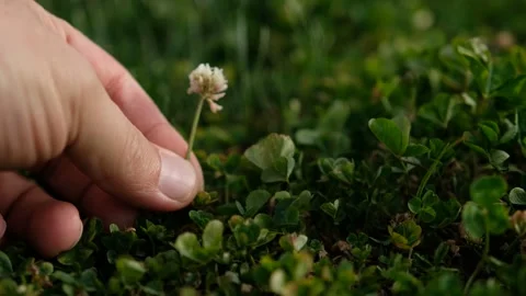 A flower that sprouts spontaneously on the ground in spring Stock Footage 270184038