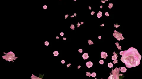 Flower Spurt - Pink Rose 05 - Alpha Channel Stock Footage