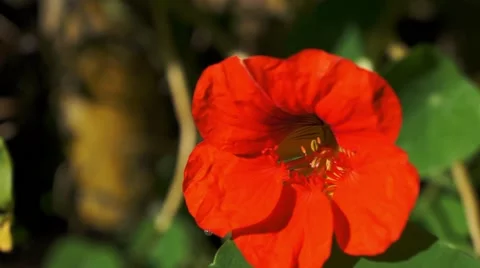 Flower Squash Blossoms Stockbeeldmateriaal 43806729