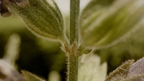 Flower stalk- macro shot Stock Footage 108206908