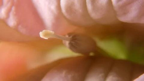 Flower stamen Stockbeeldmateriaal 115012054