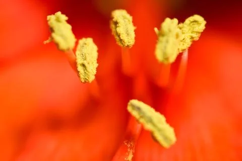 Flower stamen macro Stock Photos