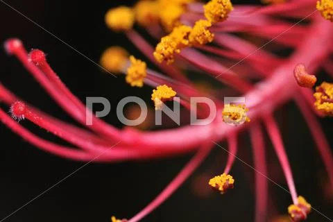 Flower stamen Stock Photos