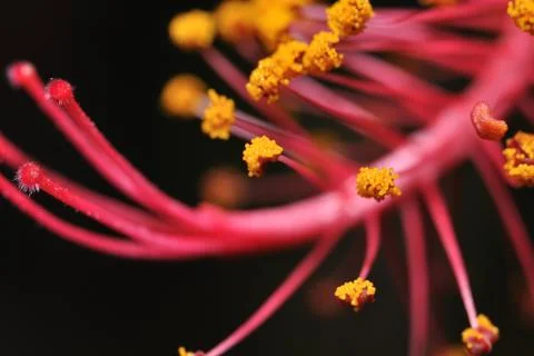Flower stamen Stock Photos