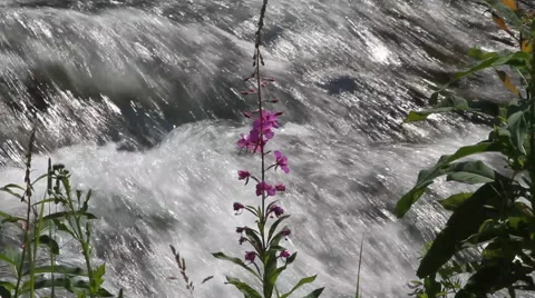 Flower stands alone against roaring creek Video stock 40342035