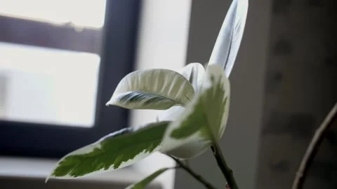 Flower stands near the window Stock Footage 102548045