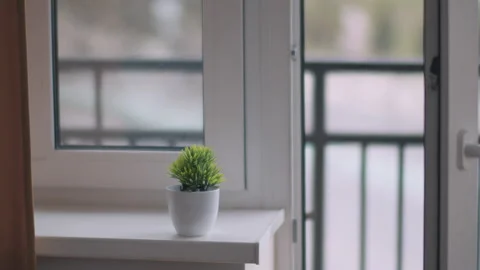 A flower stands on the window, on a blurred background outside the window Stock Footage 160211123