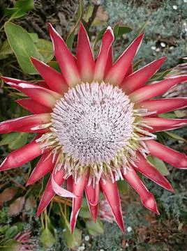 Flower star Stock Photos