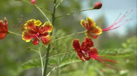 Flower stem blowing in the wind Stock Footage 22664938