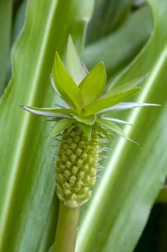 Flower stem of a eucomis or pineapple lily buds Stock Photos