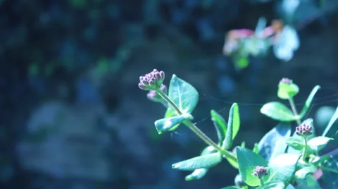 Flower Stem 库存影片 29164470