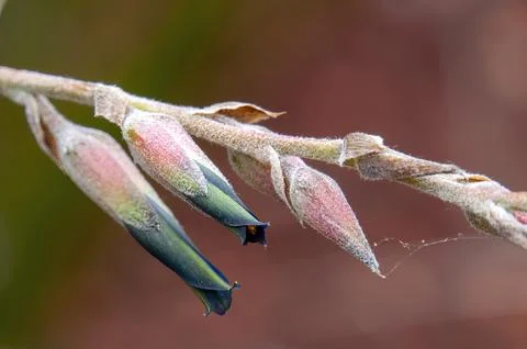 Flower stem of a hechtia marnier-lapostollei Stock Photos
