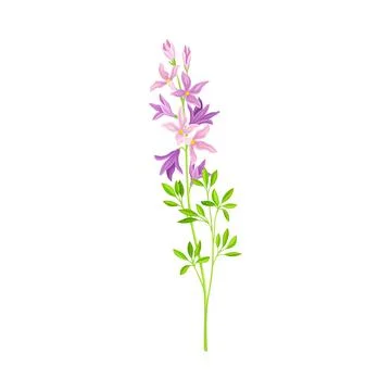Flower Stem or Stalk with Violet Florets as Meadow or Field Plant Vector Ilustración de archivo
