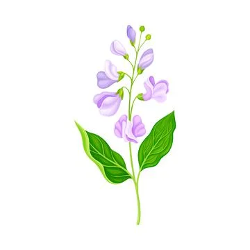 Flower Stem or Stalk with Violet Buds as Meadow or Field Plant Vector Ilustración de archivo