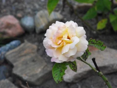 Flower on Stem Stock Photos