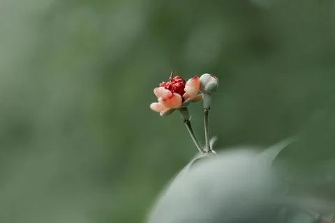 Flower on stem Stock Photos