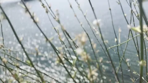 Flower Stems Swaying in the Breeze Against Blurred Blue Water Vídeos de archivo 342855853