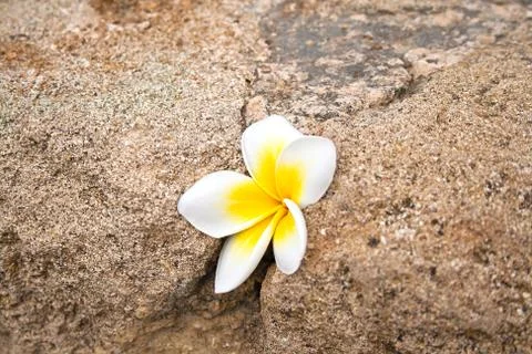 Flower on stone Stock Photos