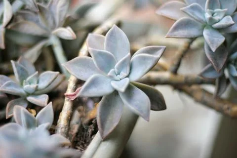 Flower stone small close up Stock Photos