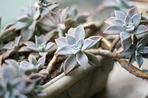 Flower stone small close up Stock Photos