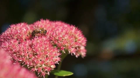 Flower Stonecrop with a bee Stockbeeldmateriaal 43806715