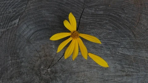 Flower in stop motion. Yellow daisy in old grey surface Vidéo 95531441