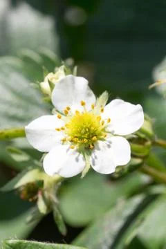 Flower of strawberry Stock Photos