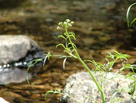 Flower by the stream Stock Photos