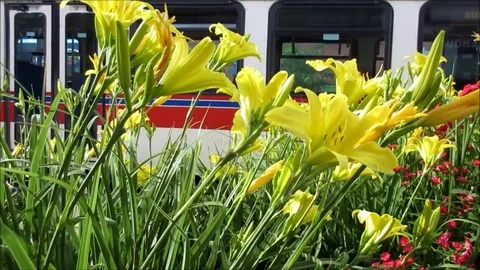 Flower street, yellow lily, bus, cars, cyclist Stock Footage